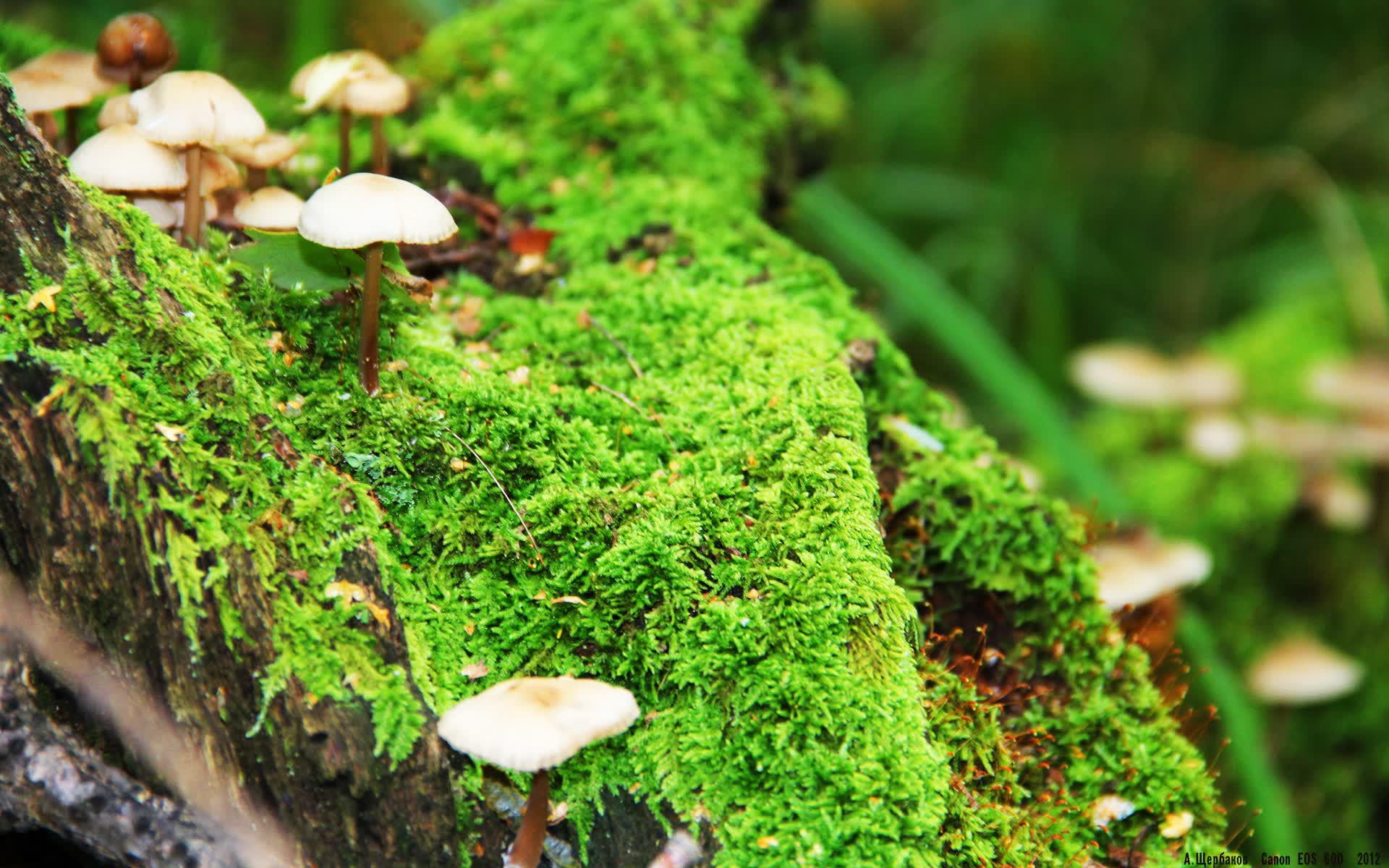 世界登山青年导师生态保护长期项目获基金支持,世界登山大师